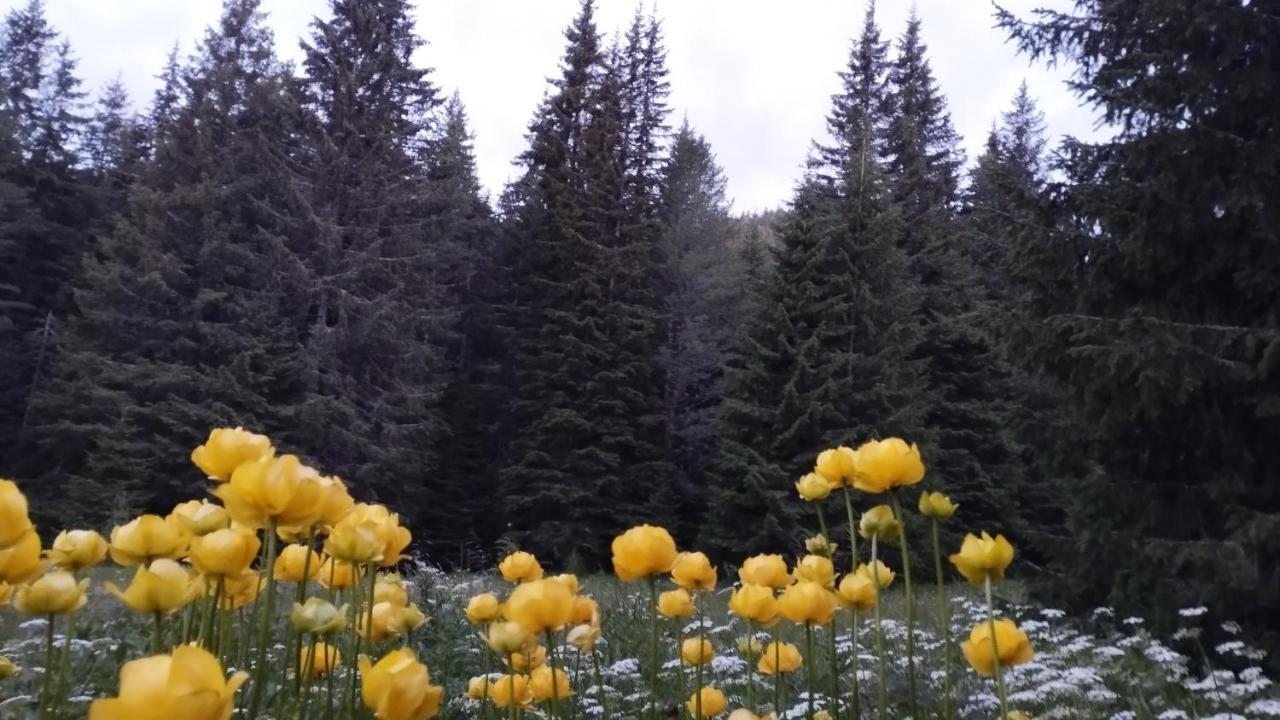 Хижа Ловна В Рила Panichishte Esterno foto